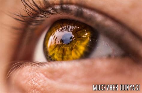 kehribar göz rengi özellikleri